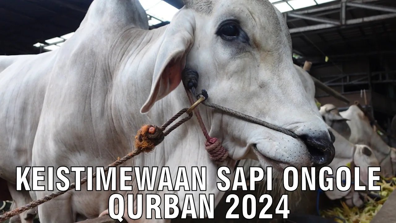 
                                 Keistimewaan-Sapi-Ongole-Qurban-2024